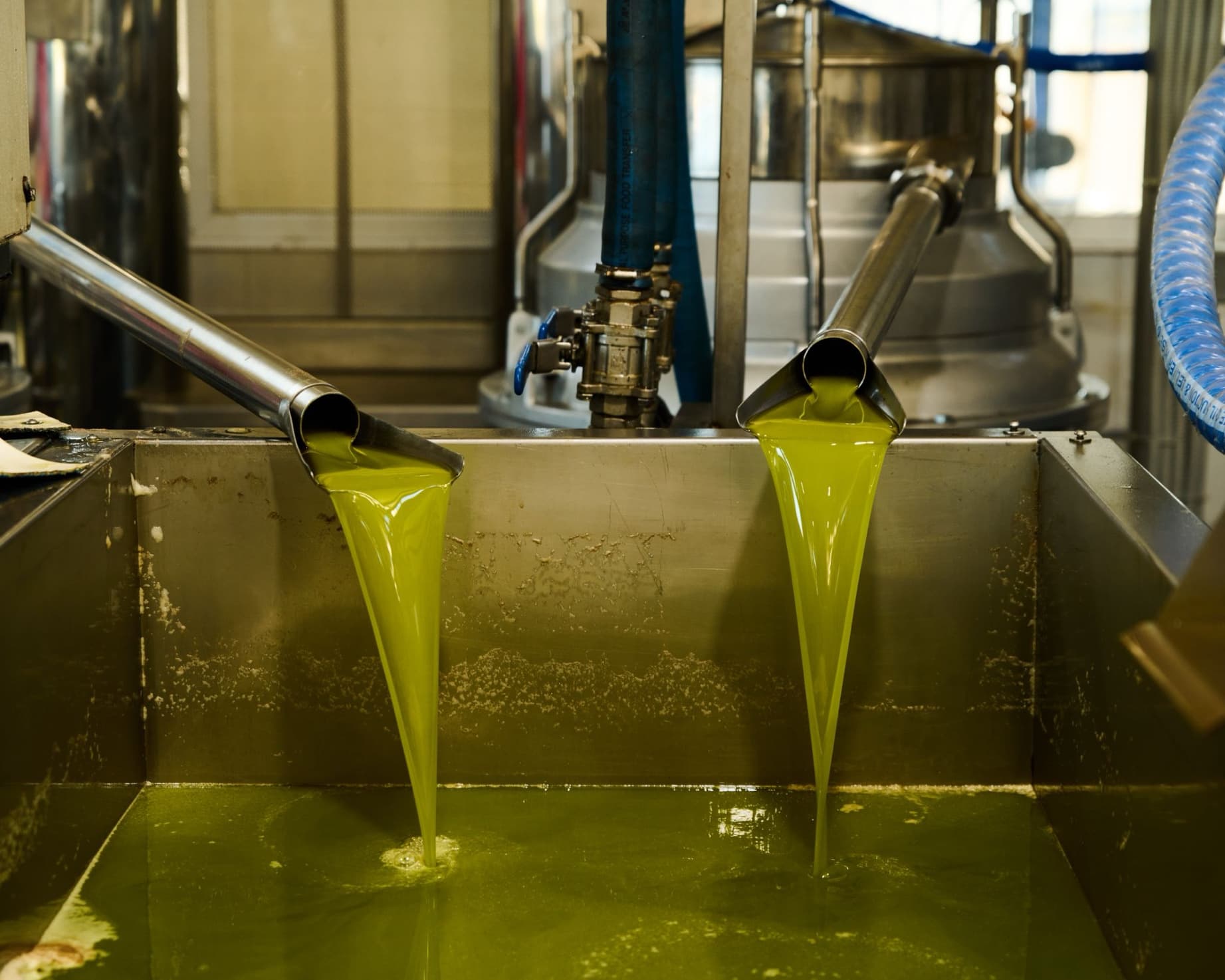 Fresh olive oil being pressed at the mill