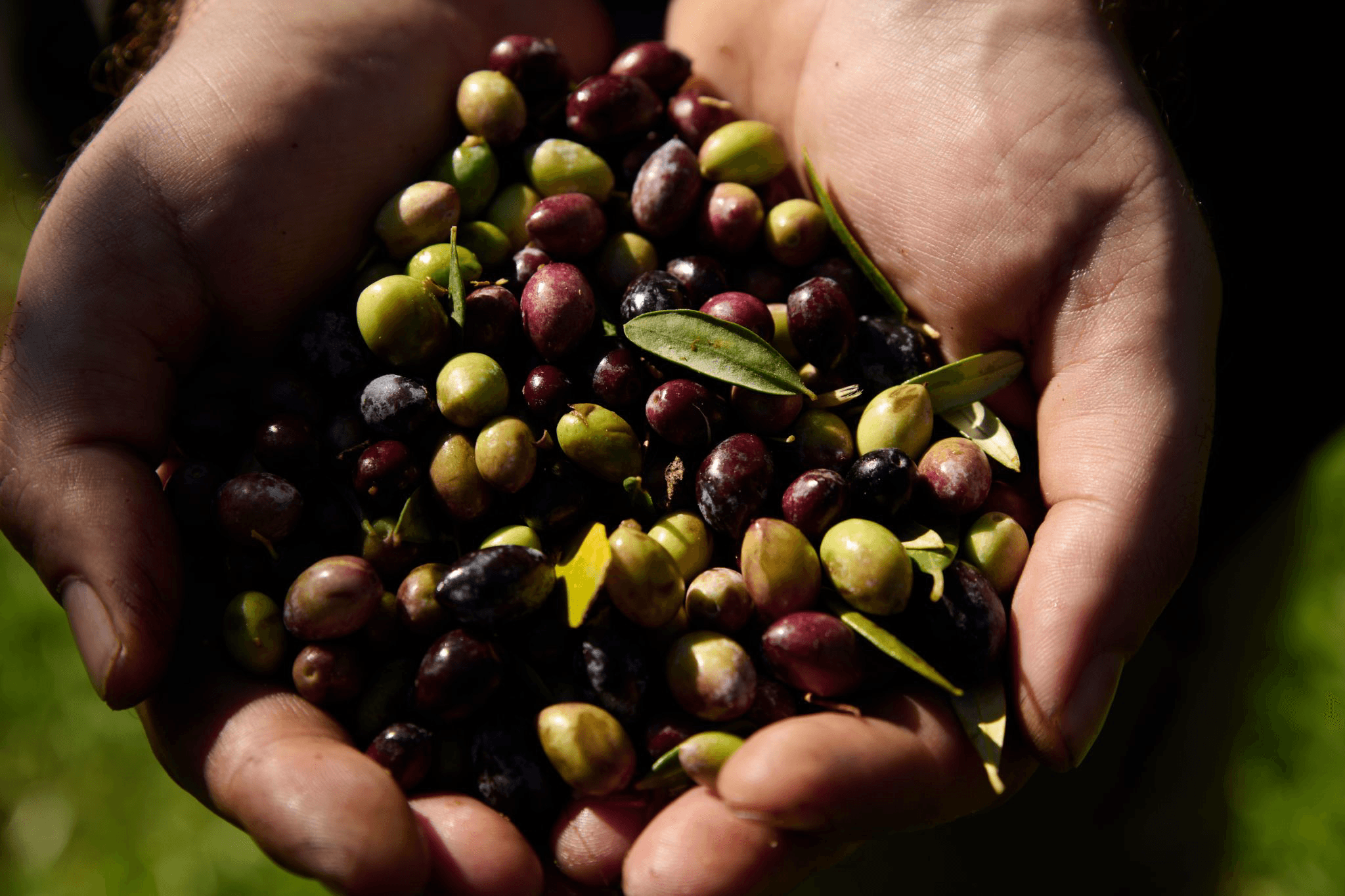 Freshly harvested Koroneiki olives held in hands