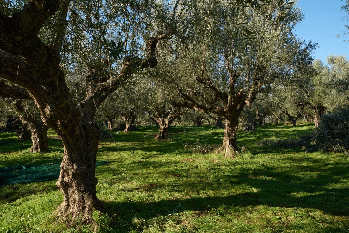 Ancient olive groves in Kalamata, Greece