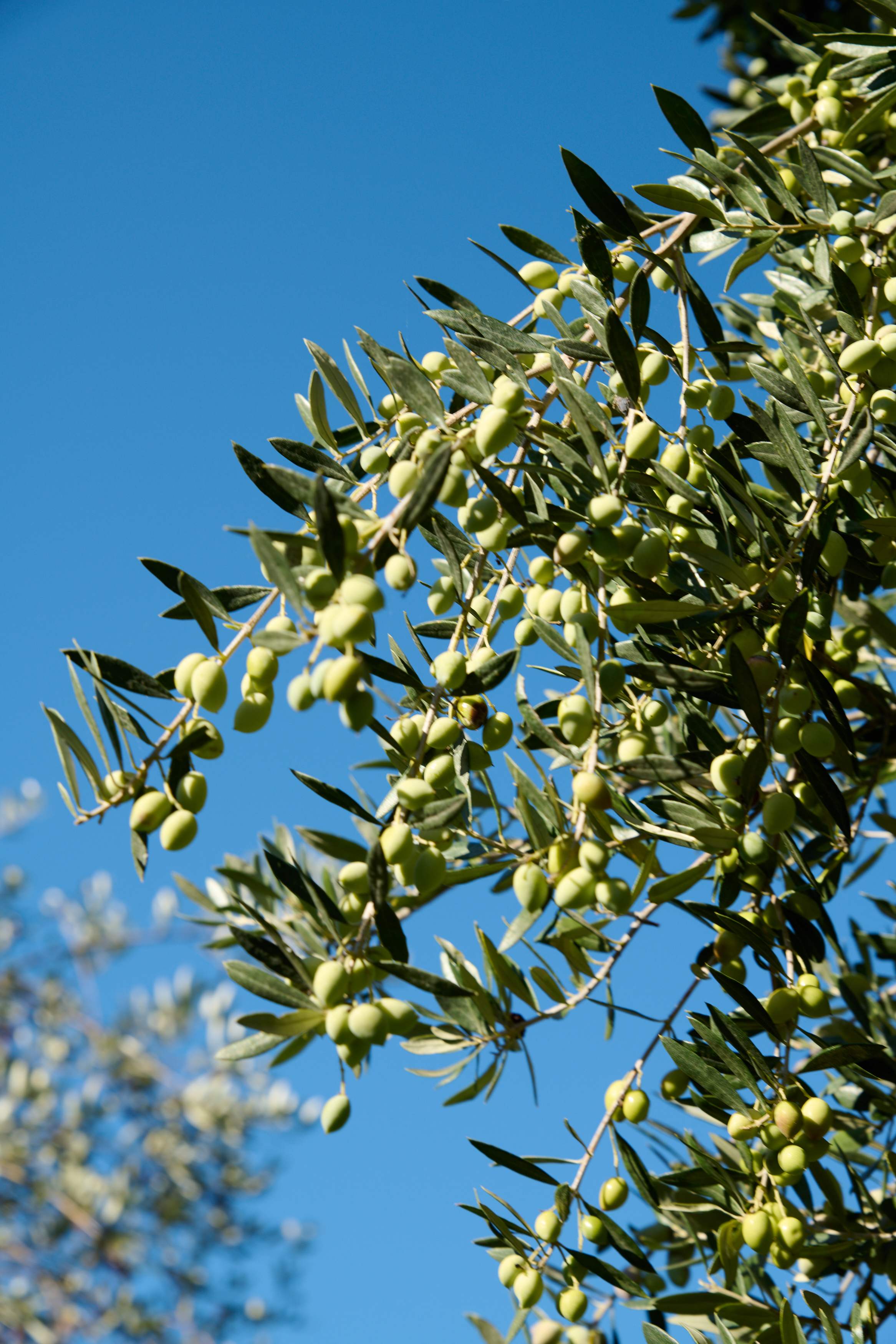 Branches heavy with green Koroneiki olives against a blue sky